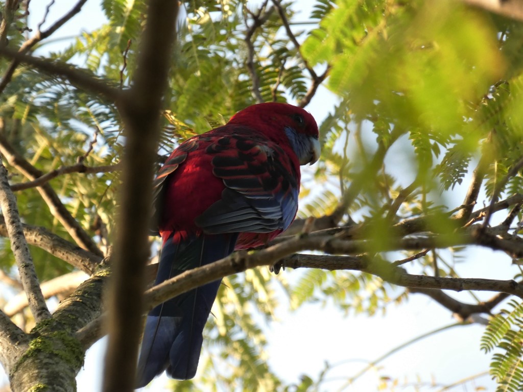 Rosella di Pennant